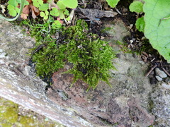 Hypnum resupinatum