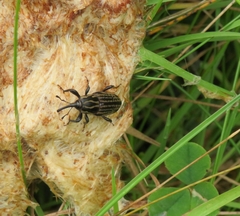 Sphenophorus australis