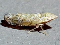 Scaphytopius