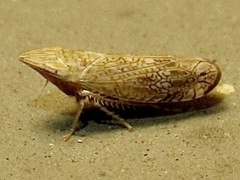 Scaphytopius