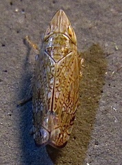 Scaphytopius