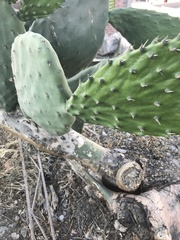 Opuntia