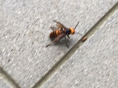 Vespa mandarinia japonica