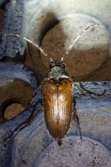 Cebrio gigas