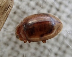 Rhyzobius litura