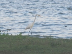 Ardea alba