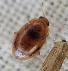 Rhyzobius litura