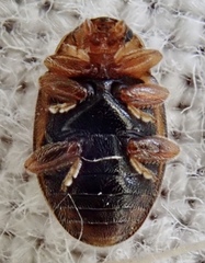 Rhyzobius litura