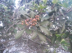 Schinus terebinthifolia