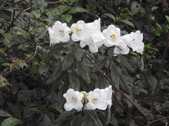 Rhododendron lindleyi