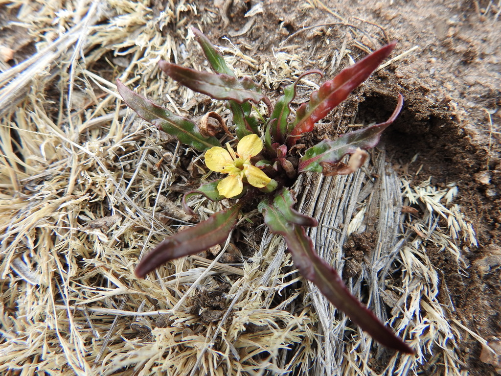 Oenothera nana