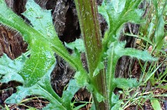 Senecio picridioides