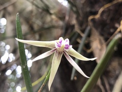 Dendrobium schoeninum