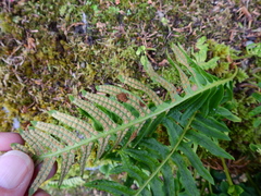 Psychoides filicivora