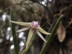 Dendrobium schoeninum