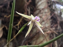 Dendrobium schoeninum