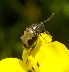 Bruchidius marginalis