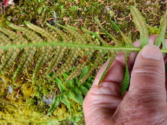 Psychoides filicivora