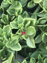 Mesembryanthemum cordifolium