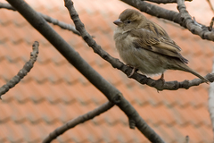 Passer domesticus