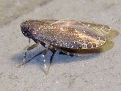 Opsiplanon luella