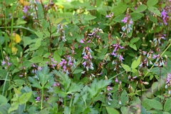 Desmodium pringlei