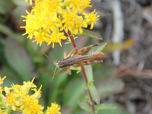 Smith's Short-wing Grasshopper photo 3