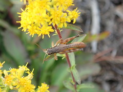 Melanoplus mancus