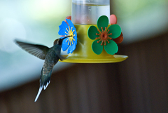 Phaethornis eurynome