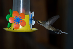 Phaethornis eurynome