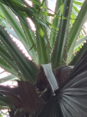 Washingtonia × filibusta