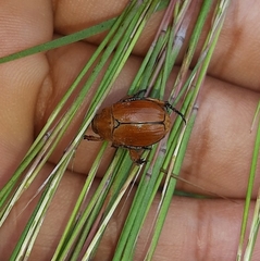 Pachystethus nectoctenus