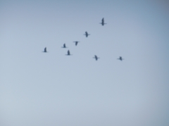 Nannopterum brasilianum