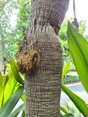 Washingtonia × filibusta