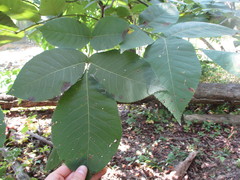 Carya ovata