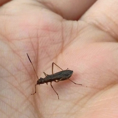 Heteroptera