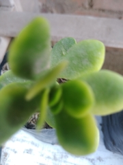 Crassulaceae