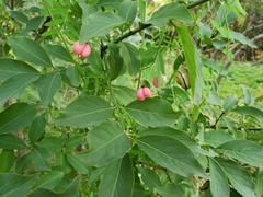 Euonymus europaeus