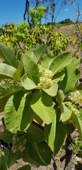 Aspidosperma tomentosum