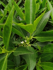 Magnoliopsida