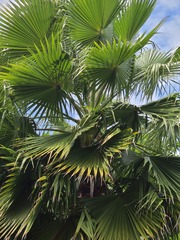 Washingtonia × filibusta