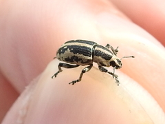 Eudiagogus rosenschoeldi