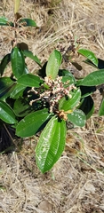 Miconia albicans