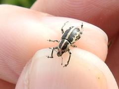 Eudiagogus rosenschoeldi