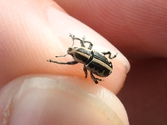 Eudiagogus rosenschoeldi