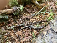 Plethodon welleri