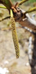 Stryphnodendron adstringens