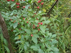 Euonymus europaeus
