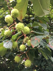 Aesculus hippocastanum