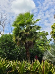 Washingtonia × filibusta